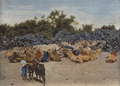 Camels at Rest by European Photographer